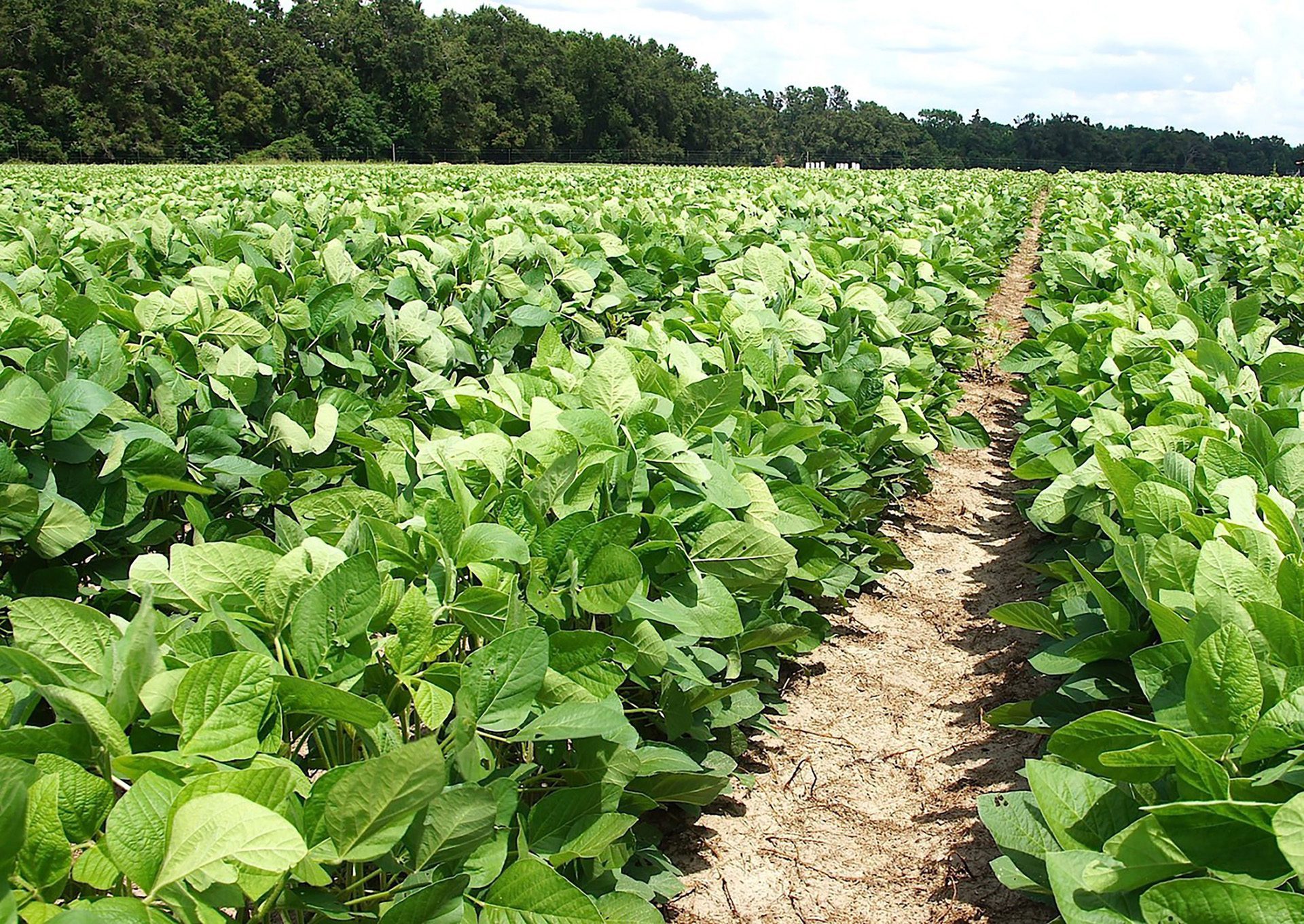 The MyIPM app from Clemson researchers is designed to help identify, defeat diseases and pests in key row crops.