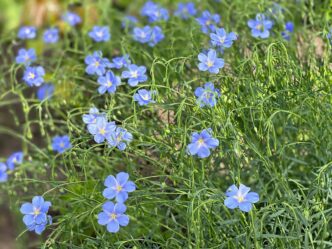 a field of blue flowers of Lewis flax, Linum lewisii.