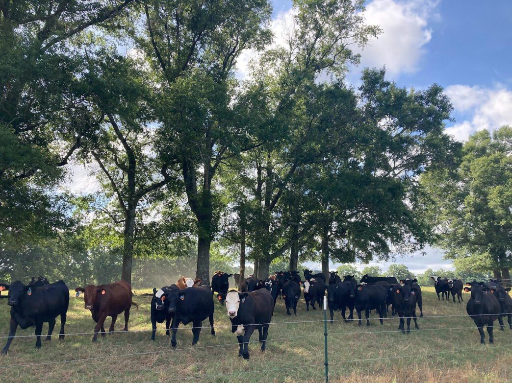 Clemson's 2025 Silvopasture Field Day on Sept. 17 at the Edisto REC in Blackville, South Carolina.