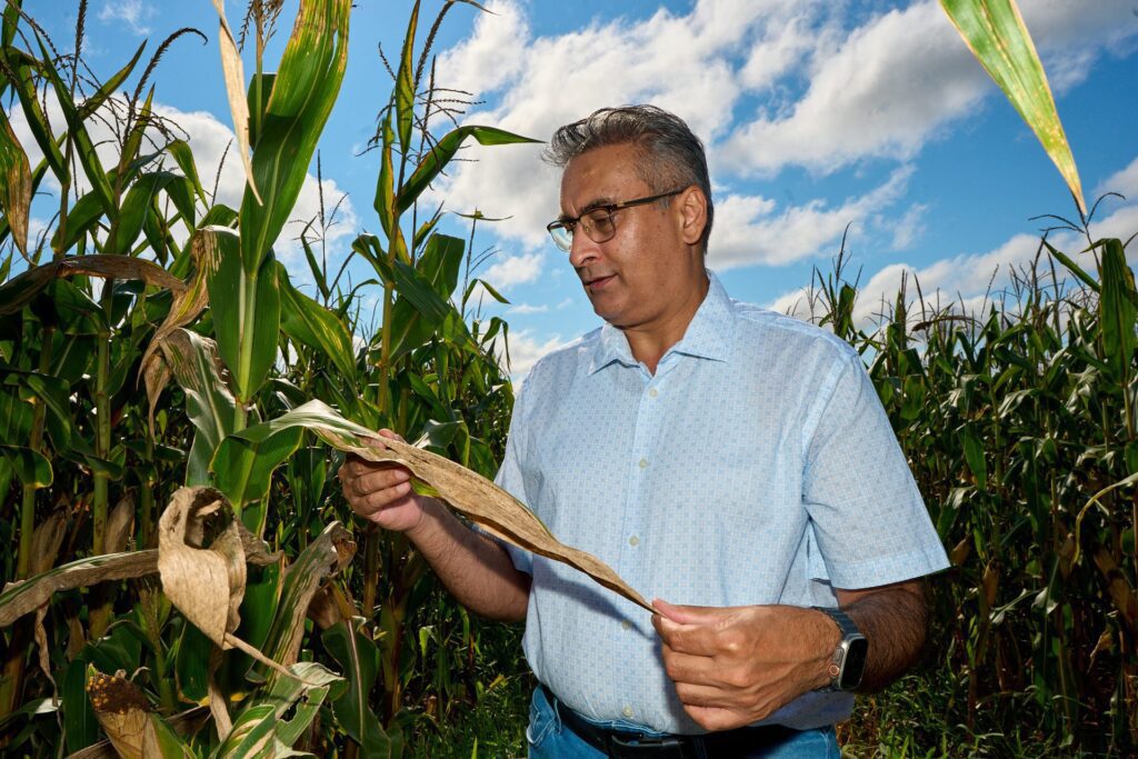 Man wearing a light blue shirt and jeans looks at a leaf from a corn stalk in a field.
