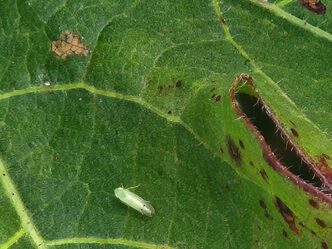 Adult two-spotted leafhoppers have transparent wings, with a black spot near the tip of each forewing.