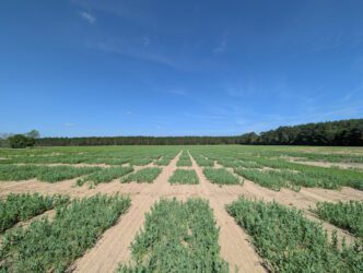 Peas grown at W.P. Rawl Farms in Pelion, S.C. help Clemson University scientists develop organic cultivars that thrive in winter conditions and meet the needs of organic farmers in the Southeastern U.S.