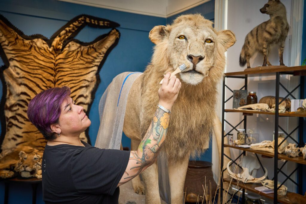 A woman wearing a black t-shirt brushes a taxidermied lion with a paint brush before it is moved to D.W. Daniel High School on a loan. They are in a room with a tiger skin on the wall and some skeletons on a book shelf.