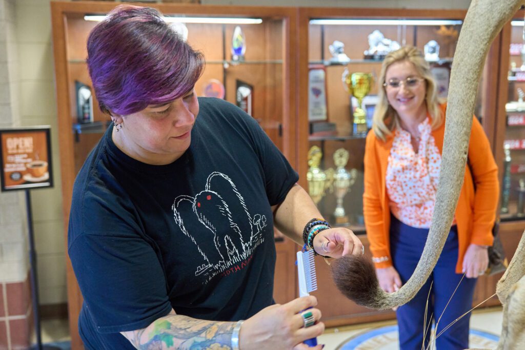 A woman wearing a black t-shirt and tattoos on her arm brushes a taxidermied lion's tail before it goes into its enclosure at D.W. Daniel High School.