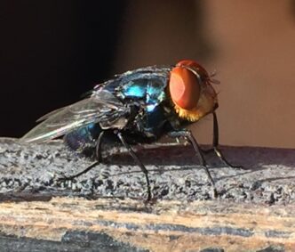 Profile image of New World screwworm fly.