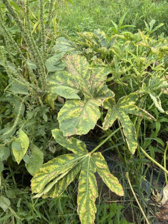 To determine if two-spotted leafhoppers are in okra crops , look for hopperburn, characterized by yellowing, reddening and eventually browning of the leaves.