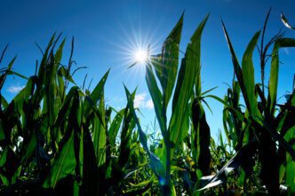 A field of corn with the sun in the blue sky